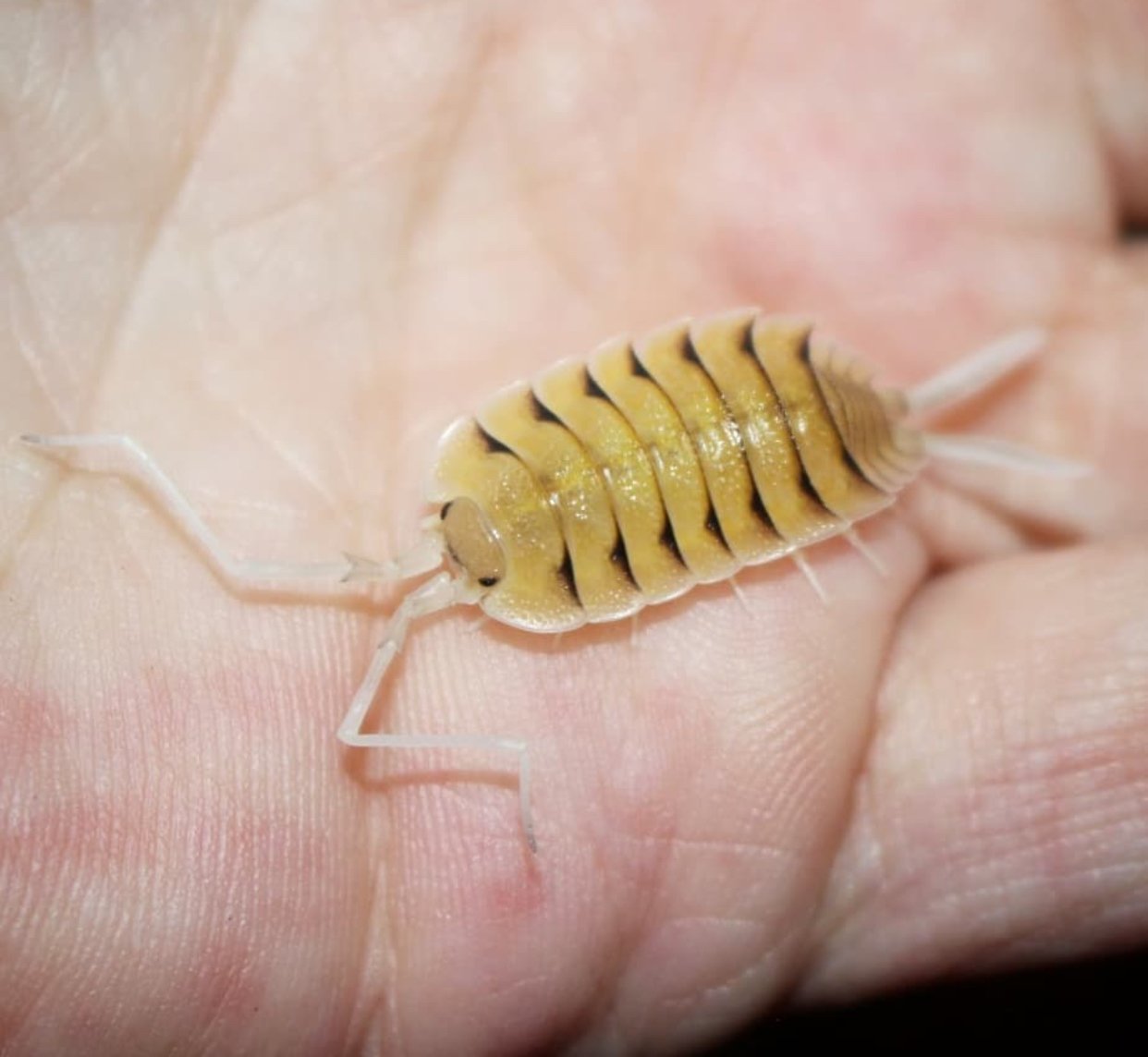 Porcellio bolivari (Порцеллио боливари) - Ферма насекомых BugDesign.  Работаем с 2004 года! :)