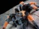 Brachypelma emilia (самець 4см по тілу, розмах лап 8см)