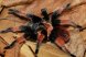 Brachypelma emilia (самка 3-3,5см по тілу, розмах лап 6см)