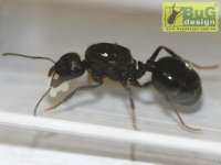 Messor capitatus (муравей-жнец) (матка + 30-50 рабочих)(2023год)