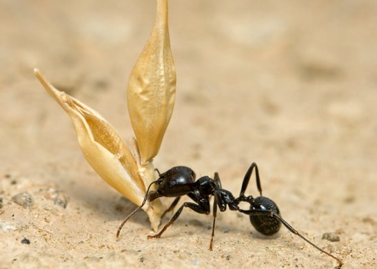Messor structor (муравьи-жнецы) (матка+яйца+личинки)(2022год)