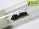 Camponotus vagus (гігантський мураха) (матка+до5робочих+личинки+яйця) (2022рік)