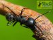 Camponotus vagus (гігантський мураха) (матка+до5робочих+личинки+яйця) (2022рік)