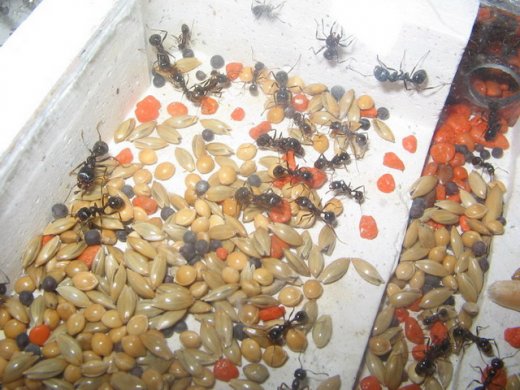 Messor structor (муравьи-жнецы) (матка+яйца+личинки)(2022год)