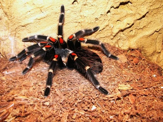 Фото: Паук птицеед Брахипельма Смита (лат. Brachypelma smithi) 3-8 см